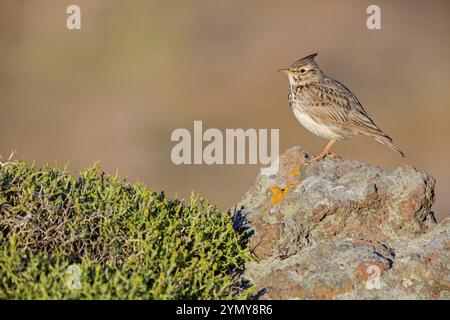 Lark à crête, (Galerida cristata), animaux, oiseaux, oiseau chanteur, Lark Family Lesbos Island, Lesbos, Grèce, Europe Banque D'Images