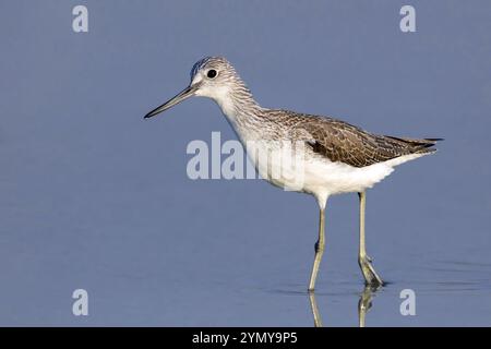 Greenshank, (Tringa nebularia) échassier, limesticks, butinage dans les vasières, famille Snipe Salalah, Raysut, Dhofar, Oman, Asie Banque D'Images