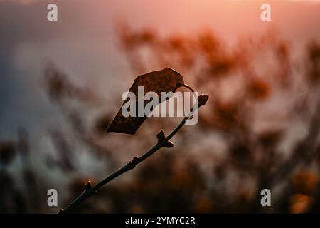 Silhouette d'une feuille d'automne fanée contre un ciel chaud de coucher de soleil, capturant l'essence de la transition saisonnière de la nature Banque D'Images