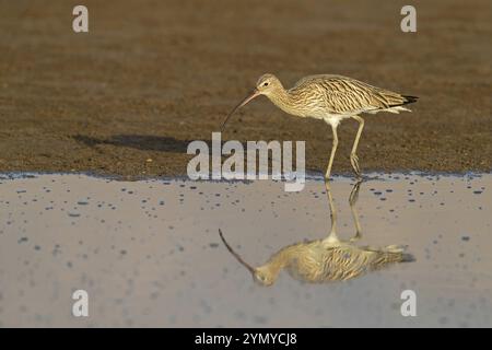 Courlis eurasiens, courlis, (Numenius arquata), famille des snipes, biotope, habitat, Qurayyat, Al Muwalah, Muá¸©AfazÌ§at MasqaT, Oman, Asie Banque D'Images