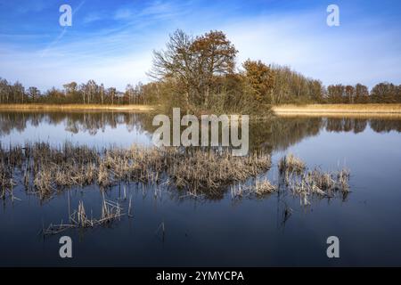 Promenade hivernale le long des étangs près de Holscha dans la lande haute-Lusace et le paysage des étangs 8 Banque D'Images