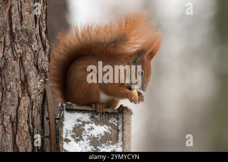 Écureuil roux (Sciurus vulgaris) assis sur le toit d'une mangeoire à oiseaux, mangeant une noix. Nourrir les animaux en hiver. Copier l'espace Banque D'Images