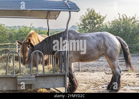 Gros chevaux du Shire mangeant à l'endroit où se nourrir Banque D'Images