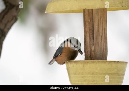 Écoutille eurasienne (Sitta europaea) mangeant des graines de tournesol d'une mangeoire jaune accrochée à une branche. Nourrir les oiseaux en hiver Banque D'Images