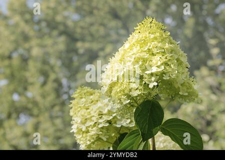 Hortensia à floraison blanche devant un fond vert Banque D'Images
