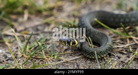 Serpent d'herbe se réchauffe au soleil un jour de printemps Banque D'Images