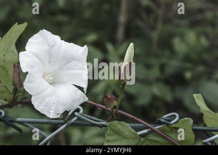 Fleur d'une griffe des champs Convolvulus arvensis à la clôture Banque D'Images