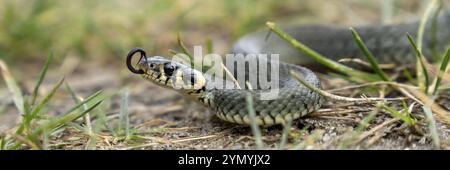 Serpent d'herbe se réchauffe au soleil un jour de printemps Banque D'Images