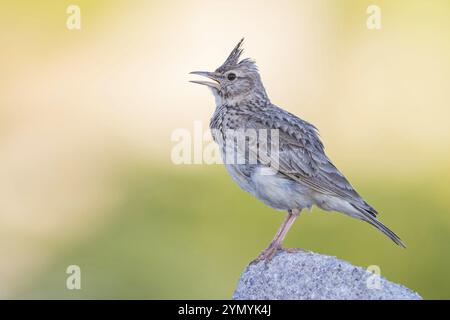 Lark à crête, (Galerida cristata), animaux, oiseaux, oiseau chanteur, Lark Family Lesbos Island, Lesbos, Grèce, Europe Banque D'Images