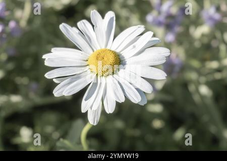 Leucanthemum maximum fleurs blanches radiales avec centre jaune Banque D'Images