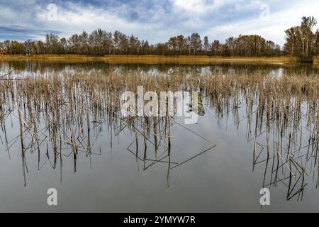 Promenade hivernale le long des étangs près de Holscha dans la lande haute-Lusace et le paysage des étangs 5 Banque D'Images