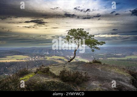 PIN sur le Lilienstein dans les montagnes de grès de l'Elbe Banque D'Images