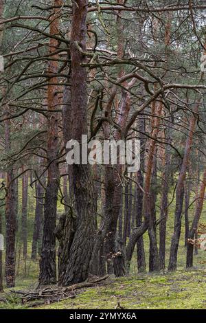 Forêt de pins sur une dune à l'intérieur des terres dans le paysage de landes et d'étangs de la haute-Lusace 8 Banque D'Images