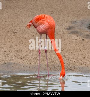 Flamant rose américain au zoo de San Diego. Banque D'Images