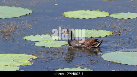 Gallinule commune en plumage nuptial sur Shoveller's Pond d'Anahuac au National Wildlife Refuge dans le sud-est du Texas. Banque D'Images