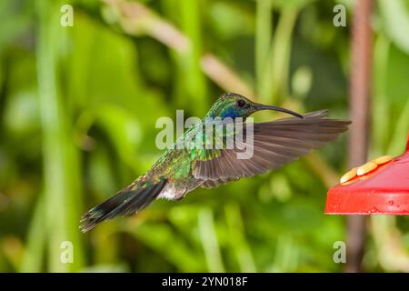 Colibri thalassinus vert à oreille violette, au Savegre Mountain Lodge au Costa Rica. Banque D'Images