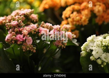 Beaucoup de belles fleurs kalanchoe différentes, vue rapprochée Banque D'Images