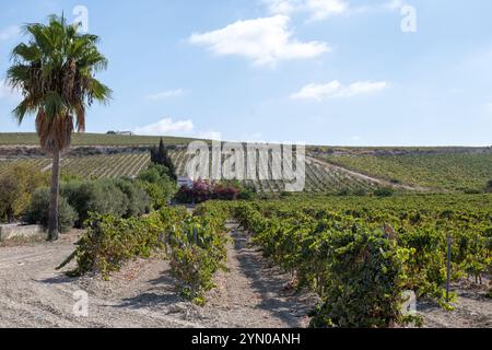 Paysage avec des vins de sherry célèbres vignobles de raisin en Andalousie, Espagne, doux pedro ximenez ou muscat, ou palomino plants de raisin, utilisés pour la production o Banque D'Images