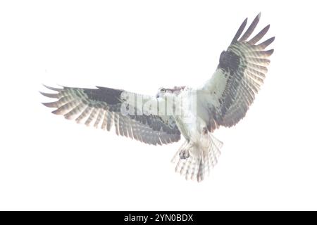 Osprey (Pandion haliaetus) planant au-dessus de l'océan Atlantique, à la recherche de poissons. Printemps dans le parc national d'Acadia, Maine, États-Unis. Banque D'Images