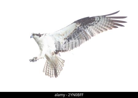 Osprey (Pandion haliaetus) planant au-dessus de l'océan Atlantique, à la recherche de poissons. Printemps dans le parc national d'Acadia, Maine, États-Unis. Banque D'Images