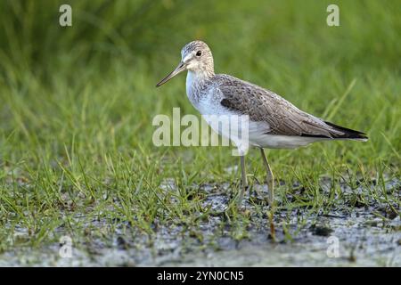 Greenshank, (Tringa nebularia) échassier, limesticks, cueillette dans les vasières, famille Snipe Salalah, Khawr Rawri, Sohar, Oman, Asie Banque D'Images