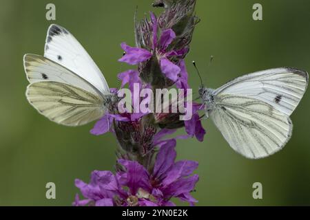 Deux papillons Pieris brassicae sur fleur violette Banque D'Images