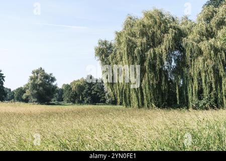 Grand saule pleureur au soleil sur une prairie Banque D'Images