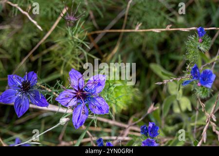 Belles fleurs bleues de Nigella damascena ou Love-in-a-Mist en été, gros plan Banque D'Images