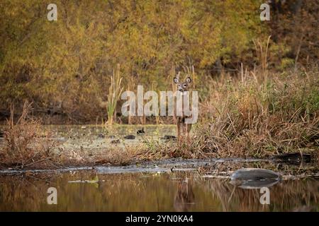 Une biche à queue blanche se tient près d'un étang pendant l'automne. Elle se reflète dans l'eau. Banque D'Images