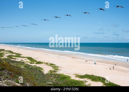 Une longue ligne droite de pélicans bruns glisse le long de la côte nord-est de la Floride à Ponte Vedra Beach. (ÉTATS-UNIS) Banque D'Images