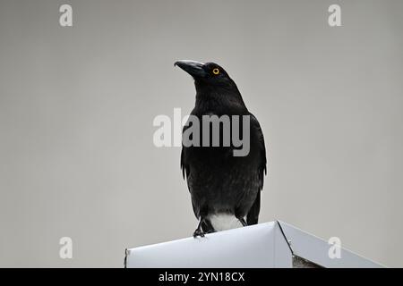 Pied currawong debout debout tout en étant perché sur une partie métallique d'une structure, l'œil jaune de l'oiseau se détachant de lui des plumes noires Banque D'Images