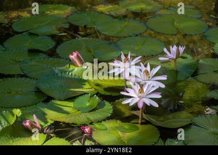Lily poussant dans un étang , fond rose et vert, toile de fond Banque D'Images