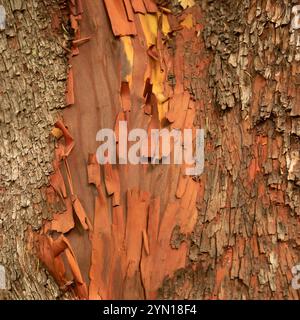 L'écorce du tronc de la Madrone, Arbutus menziesii - texture ou fond Banque D'Images