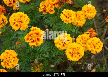 Fleurs orange, brunes et orangées inhabituelles de soucis poussant sur une grande tige épaisse avec de petites feuilles vertes. Banque D'Images