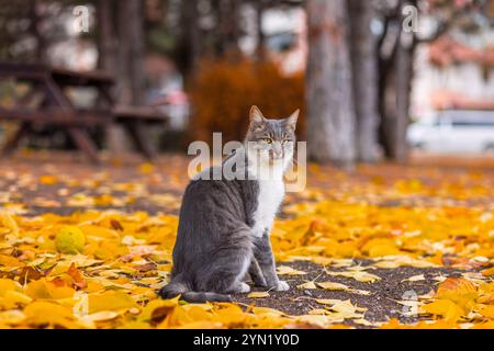 Portrait d'un beau chat errant gris-blanc assis parmi les feuilles d'automne orange sur le sol dans un parc à l'expression attentive et noble. Banque D'Images