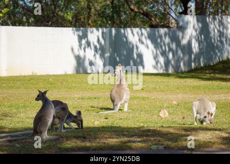 Wallabies mangeant de l'herbe verte sur la pelouse Banque D'Images