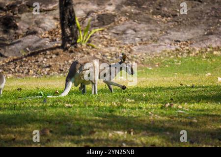 Wallabies mangeant de l'herbe verte sur la pelouse Banque D'Images