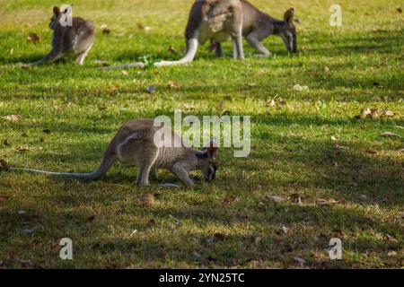 Wallabies mangeant de l'herbe verte sur la pelouse Banque D'Images