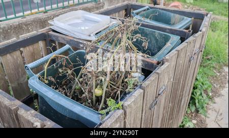 Plante de tomate sèche avec des tomates non mûres compostées dans un bac en plastique vert Banque D'Images