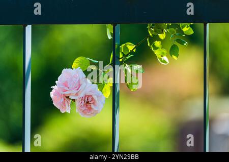 De délicates roses sont gracieusement suspendues entre les barres d'une clôture de jardin verte. La lumière du soleil met en valeur les couleurs vives et la végétation luxuriante environnante Banque D'Images