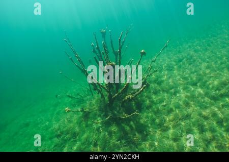 Photographie sous-marine d'un arbre mort au fond de la carrière de Rummu. Copier l'espace. Banque D'Images