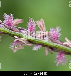 Herbe des Bermudes (Cynodon dactylon) Banque D'Images