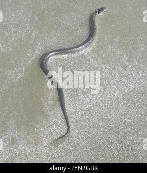 Serpent terrestre militaire (Erythrolamprus miliaris) Banque D'Images