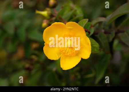 Jaune Hypericum Hidcote (produit John s Wort), fond d'été d'une grande fleur jaune sur un buisson vert. Banque D'Images