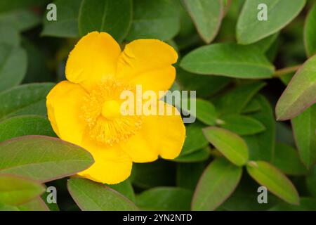 Jaune Hypericum Hidcote (produit John s Wort), fond d'été d'une grande fleur jaune sur un buisson vert. Banque D'Images