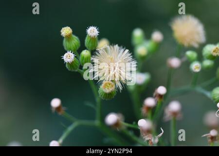 Conyza canadensis, ou paille de lit canadienne, gros plan de la paille de lit. Délicates fleurs moelleuses sur un fond flou en automne, octobre. Floral d'automne Banque D'Images