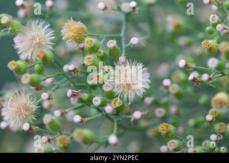 Conyza canadensis, ou paille de lit canadienne, gros plan de la paille de lit. Délicates fleurs moelleuses sur un fond flou en automne, octobre. Floral d'automne Banque D'Images