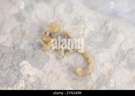 Scorpion jaune commun (Buthus occitanus) Banque D'Images