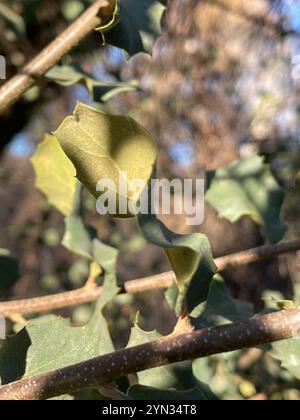 Chêne blanc de l'Arizona (Quercus arizonica) Banque D'Images