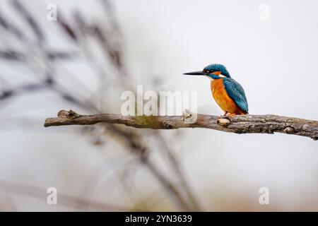 kingfisher commun (Alcedo atthis) ou kingfisher eurasien ou kingfisher fluvial sur une perche. Réserve naturelle de la rivière Isonzo, Isola della Cona, Italie. Banque D'Images